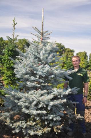 Picea pungens 'Edies'